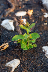 New life of smoke bush tree after big summer wildfires in Karst region in Slovenia