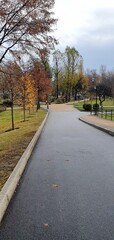 Beautiful park in autumn. Yellow leaves on the trees in the park. Gold autumn. Cloudy weather in autumn.