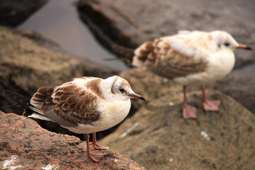 gull chicks sit on a rock by the water