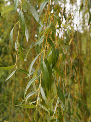 Salix alba 'Tristis' oder Hängeweide. Gelb-grüner Austrieb mit mittelgrün, lanzettlich, behaart,...