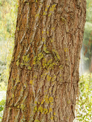 Salix alba 'Tristis' oder Hängeweide. Graue, tiefrissige Rinde 