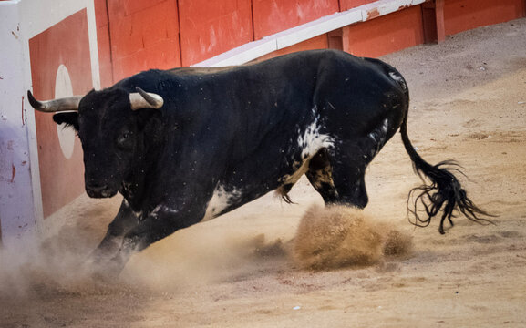 taureau de corrida