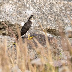 Sparrow hawk