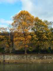 Obraz premium A sunlit tree in full, blazing autumn colour against a bright blue sky on the banks of the River Avon in Bath.