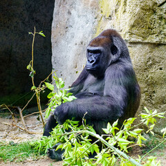 African female gorilla sitting on the ground and eating leaves from a tree branch.