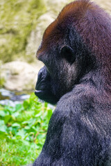 Large silverback male gorilla seen in profile in a nearby photo shot.