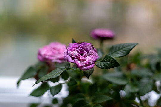 A beautiful pink rose, affected by powdery mildew. Diseases of flowers and plants.