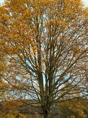 Branches spread like an alluvial fan, bearing orange and gold autumnal leaves and dividing a delicate blue and white sky with their tracery.