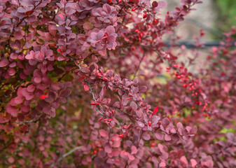 Autumn barberry (berberis vulgaris) bush with ripe fruits