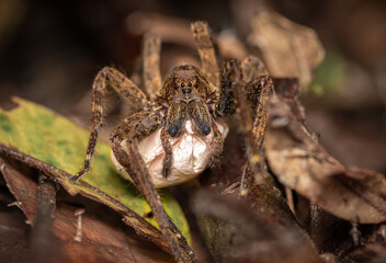 Ctenidae mom spider carring his bag of eggs 