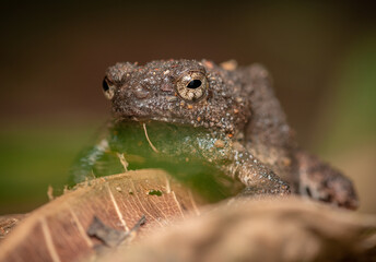 close up of a frog