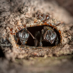 bee on the behive