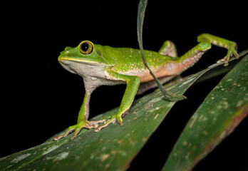 close up of Phyllomedusa frog on a leaf