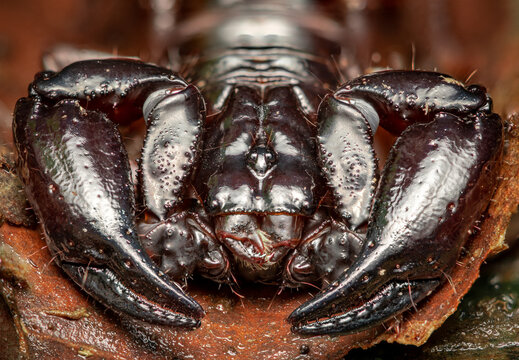 close up of a scropion chactas, chactidae