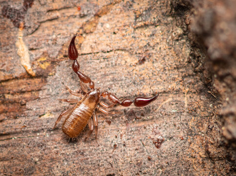close up pseudoscorpion on a tree