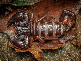 scorpion on wood background, chactas, chactidae.