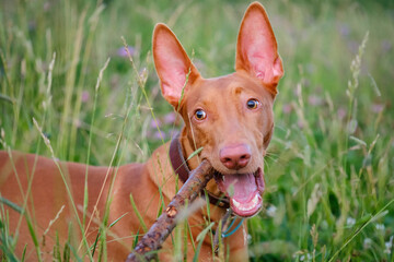 The young adult pharaoh hound breed dog walks in nature. Evening time grass field.