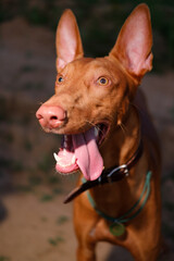 The young adult pharaoh hound breed dog walks in nature. Evening time grass field.