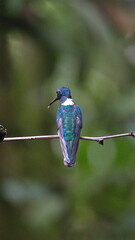 White-necked jacobin (Florisuga mellivora) hummingbird perched on a twig in Mindo, Ecuador