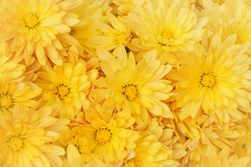 Yellow chrysanthemum flowers with dew drops close up as a beautiful nature background. Fall theme concept. Selective focus