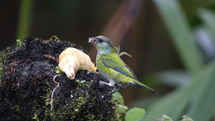 Female black-capped tanager (Stilpnia heinei) eating a banana in Mindo, Ecuador