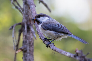 Obraz premium Siberian Tit