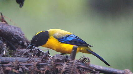 Black-chinned mountain tanager (Anisognathus notabilis) perched on a branch in Mindo, Ecuador