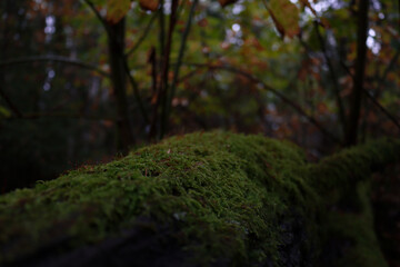 moss covered tree