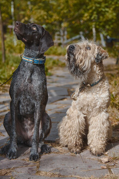 Two dogs, a German shorthaired pointer and an Irish wheaten soft-coated terrier, sit side by side on the path in the autumn park.