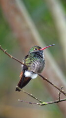 Rufous-tailed hummingbird (Amazilia Tzatcl) perched on a twig in Mindo, Ecuador