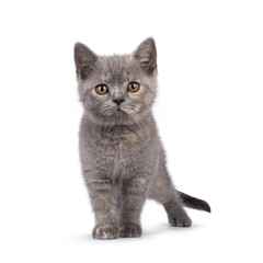 Cute blue cream British Shorthair cat kitten, standing up facing front. Looking curious towards camera. Isolated on a white background.