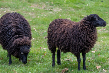 black and brown  sheep in spring