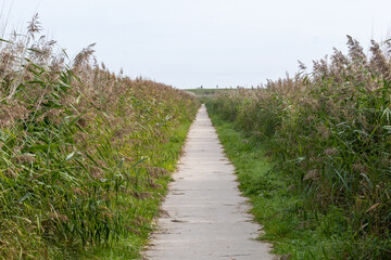 path to the beach in summer