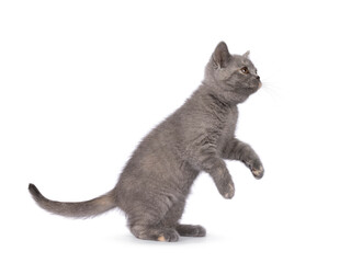 Cute blue cream British Shorthair cat kitten, sitting playful side ways on hind paws. Looking curious away from camera. Isolated on a white background.
