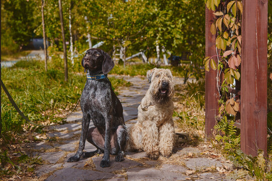 Two dogs, a German shorthaired pointer and an Irish wheaten soft-coated terrier, sit side by side on the path in the autumn park.