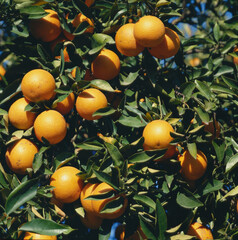 orangre,fruit,green, nature, plant, tree,  season, natural color, pine, closeup, background, flora, food, 