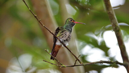 Rufous-tailed hummingbird (Amazilia Tzatcl) perched on a twig in Mindo, Ecuador