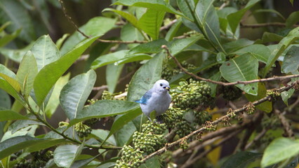 Blue-gray tanager (Thraupis episcopus) in Mindo, Ecuador