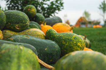 Halloween decoration with pumpkins. Pumpkins in the field during harvest time in fall
Variety of edible and decorative gourds and pumpkins. Autumn composition of different squash types