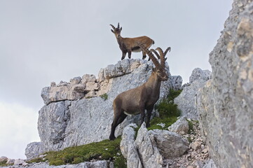 Majestic Alpine Ibex (European mountain goat) photographed at high elevation in the Italian Alps, with a goofy young friend posing in the background