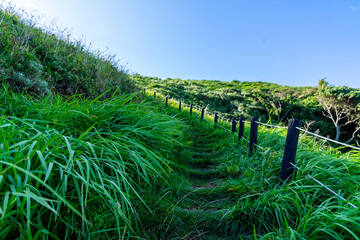 Green Road Grass