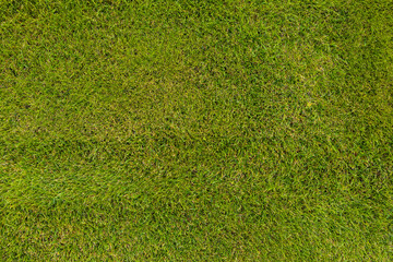 mowed lawn or meadow background with a short blades of grass