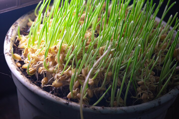 Plant wheat seeds for 2 Day.