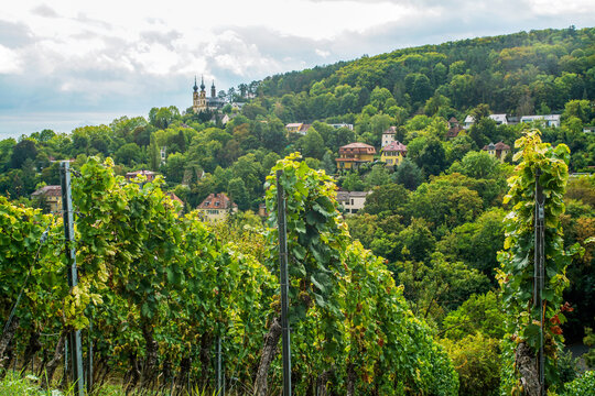 Vineyards on hills of Wurzburg abd amazing church on other hill