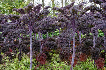 Purple cabbage bush in the garden. Fresh and healthy. Diet food