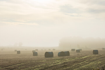 Hay bales on a misty field