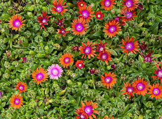 Bunte Blumen von oben (Delosperma Fire Spinner) im Wüstengarten bei Herberstein - Steiermark, Österreich