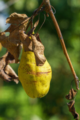 Sick, defective pear fruit hanging on a branch with dry leaves