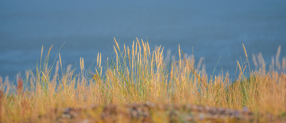 yellow grass near the sea, blue sea on a blurry background