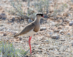 Crowned Lapwing